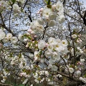 Meet your Posher, Stacey